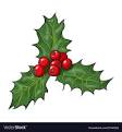 Image of holly leaves with berries